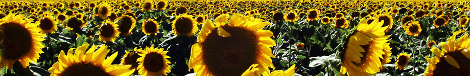 D.C.'s Blog Rotating Header Image